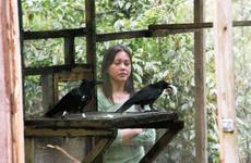 One of the Marianas crows brings a dead mouse into its cage.