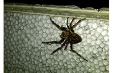 Guam officials Friday afternoon ordered a South Korean commercial ship to leave port after thousands of spiders poured out of cargo headed for a construction site where a facility is to be built to house the crews that will one day build new U.S. military bases on the island.