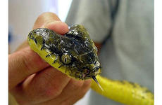The brown tree snake has devastated the Guam environment and terrorized its residents.