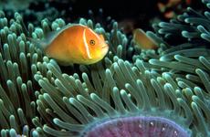Tropical fish swim in a reef off the island.