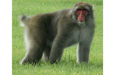 Susan Hinds, an amateur photographer on Misawa Air Base, Japan, snapped this photo of a Japanese Macaque loose on the base on July 26.