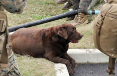 Lance Cpl. Bear