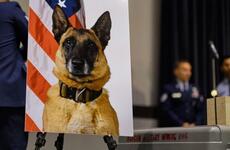 An official photo of military working dog Ooyvey of the 8th Security Forces Squadron is displayed at a memorial ceremony on Kunsan Air Base, South Korea, Wednesday, June 19, 2019.
