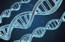 Strands of DNA are seen in this artist’s rendition.