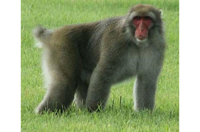 Susan Hinds, an amateur photographer on Misawa Air Base, Japan, snapped this photo of a Japanese Macaque loose on the base on July 26.