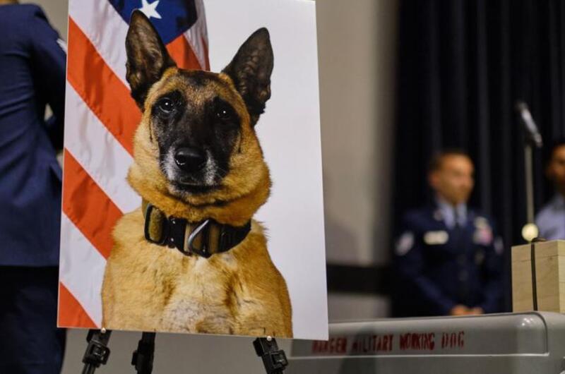 An official photo of military working dog Ooyvey of the 8th Security Forces Squadron is displayed at a memorial ceremony on Kunsan Air Base, South Korea, Wednesday, June 19, 2019.