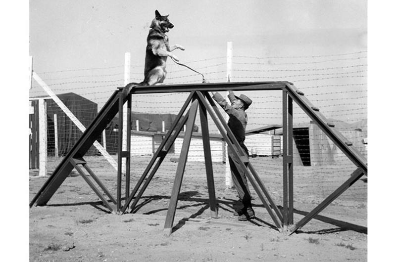 A trick performer when the occasion calls for it, the sentry dog is urged along on his hind quarters on a precarious platform by his trainer.