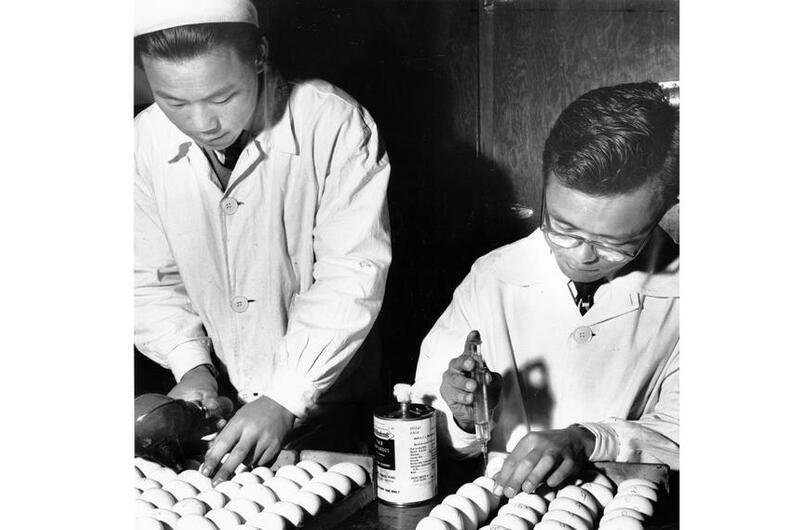 Two scientists inject toxin into eggs.