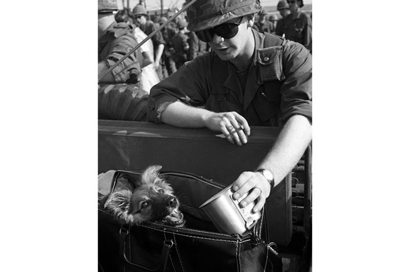 Spec. 4 Lewis Colberson of Levittown, Pa. uses his canteen cup to give some water to a puppy that has just arrived in Vietnam with troops from 6th Battalion, 31st Infantry, 9th Infantry Division.