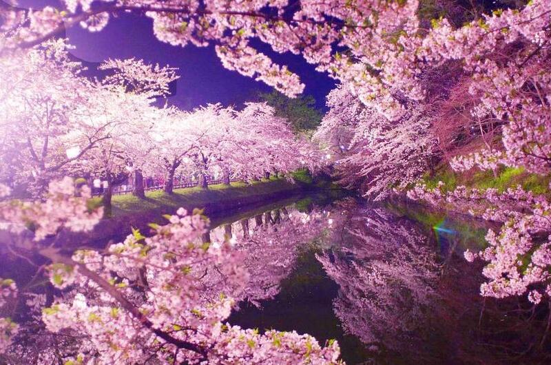 Pink cherry blossom trees line the banks of a moat, with the trees reflected in the water.