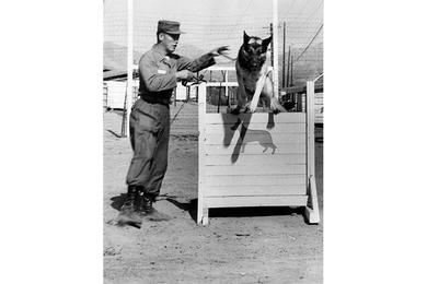 Leaping over fences in pursuit of a culprit is an important part of the "K-9 policeman's job. Rookie cop, Buddy, learns this lesson from his Korean handler, JIn Tae Lim, at the detachment training area.