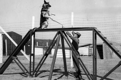 A black and white photo of a dog on a training structure while a uniformed man gestures below it.