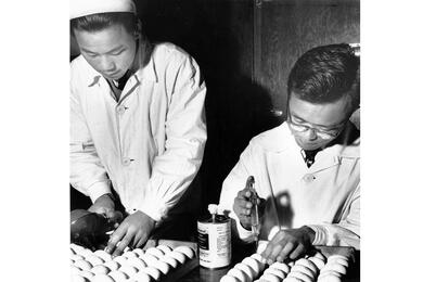 Two scientists inject toxin into eggs.