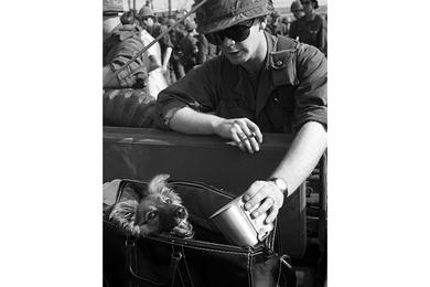 Spec. 4 Lewis Colberson of Levittown, Pa. uses his canteen cup to give some water to a puppy that has just arrived in Vietnam with troops from 6th Battalion, 31st Infantry, 9th Infantry Division.