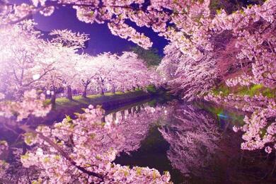 Pink cherry blossom trees line the banks of a moat, with the trees reflected in the water.