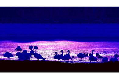 Blue silhouettes of swans cut against a purple-pink lake in the background.