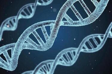 Strands of DNA are seen in this artist’s rendition.
