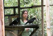 One of the Marianas crows brings a dead mouse into its cage.