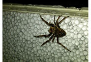 Guam officials Friday afternoon ordered a South Korean commercial ship to leave port after thousands of spiders poured out of cargo headed for a construction site where a facility is to be built to house the crews that will one day build new U.S. military bases on the island.