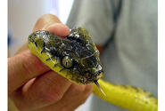 The brown tree snake has devastated the Guam environment and terrorized its residents.