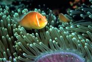 Tropical fish swim in a reef off the island.