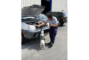 A USDA employee and his search dog inspect vehicles at Guam's airport for the brown tree snake, an invasive pest that has devastated the territory's environment and caused a plague of island electricity blackouts.