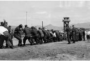 Men compete in a tug of war contest